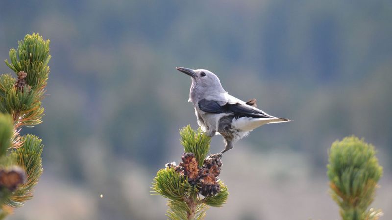 Nutcracker Bird at Alpine Visitor Center