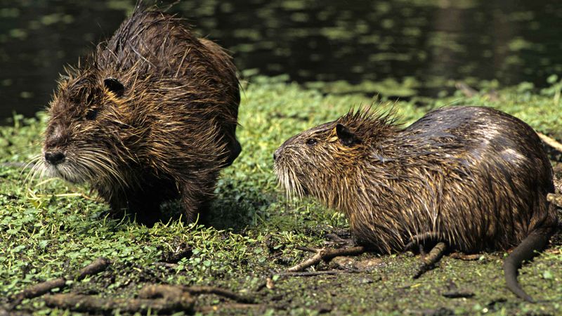 Nutria