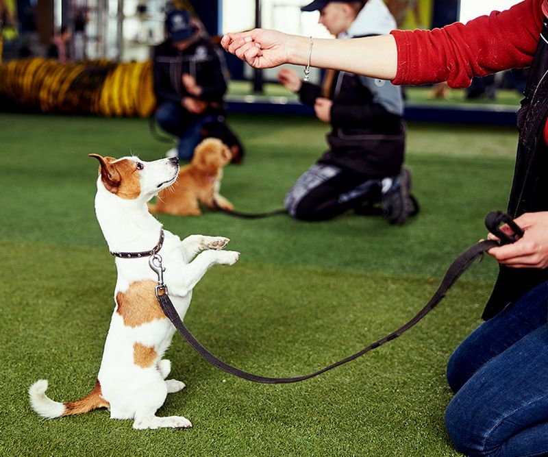 14 Dog Training Techniques That Actually Work Exploring Animals