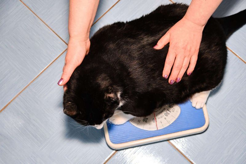 Obesity