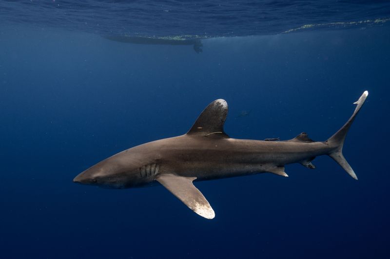 Oceanic Whitetip Shark