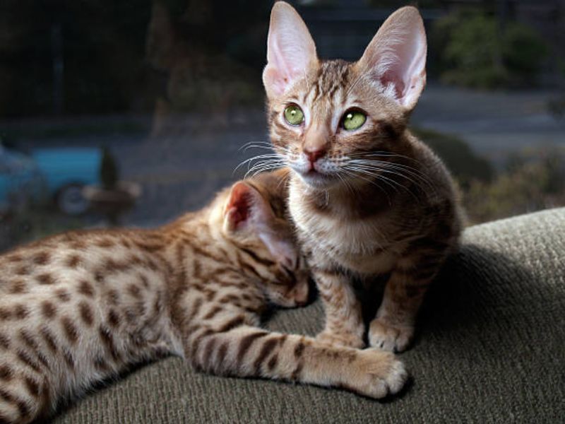 Ocicat