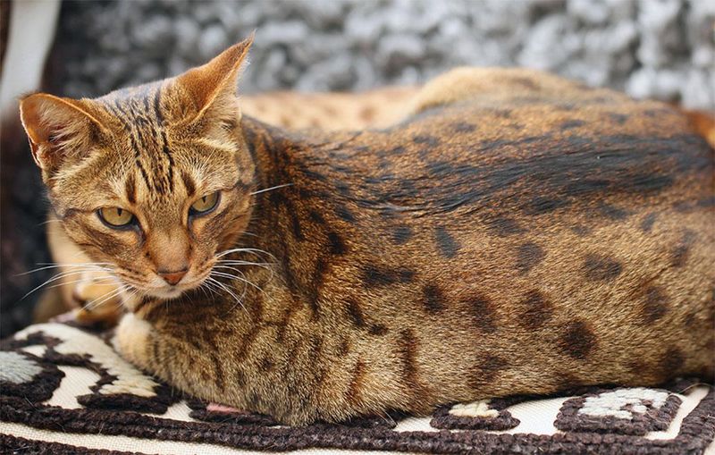 Ocicat