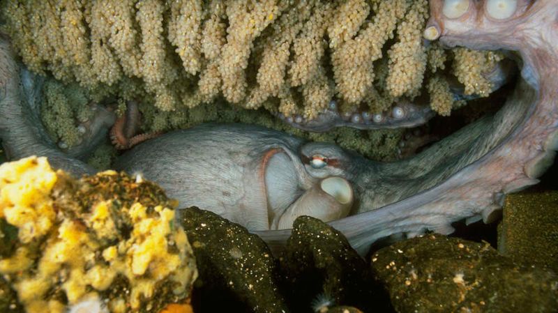 Octopus