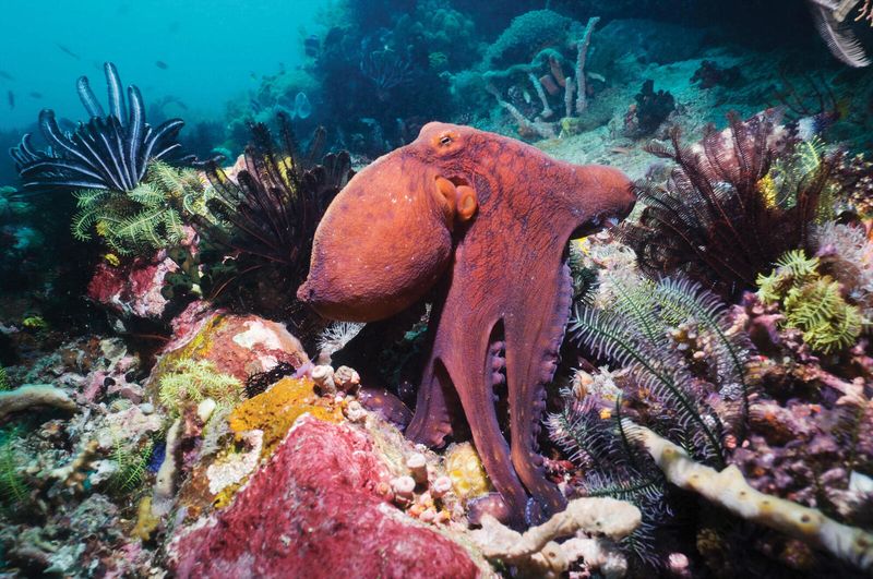 Octopus: The Ocean's Master of Disguise