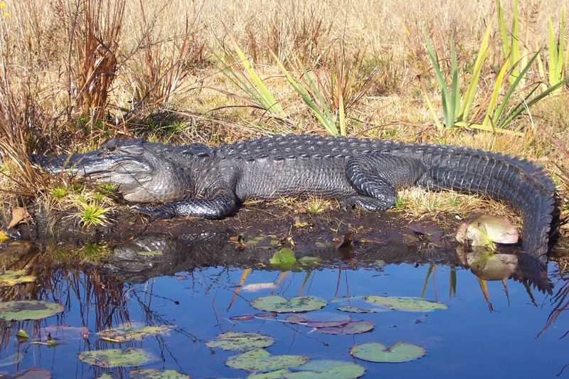 Okefenokee Swamp