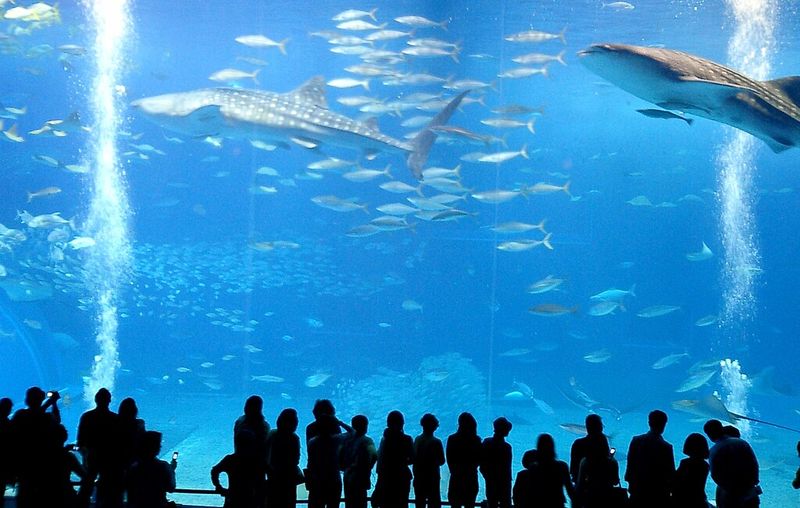 Okinawa Churaumi Aquarium, Japan