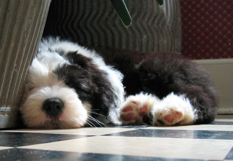 Old English Sheepdog