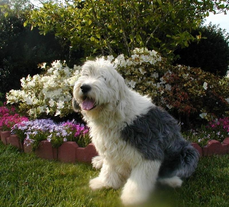 Old English Sheepdog