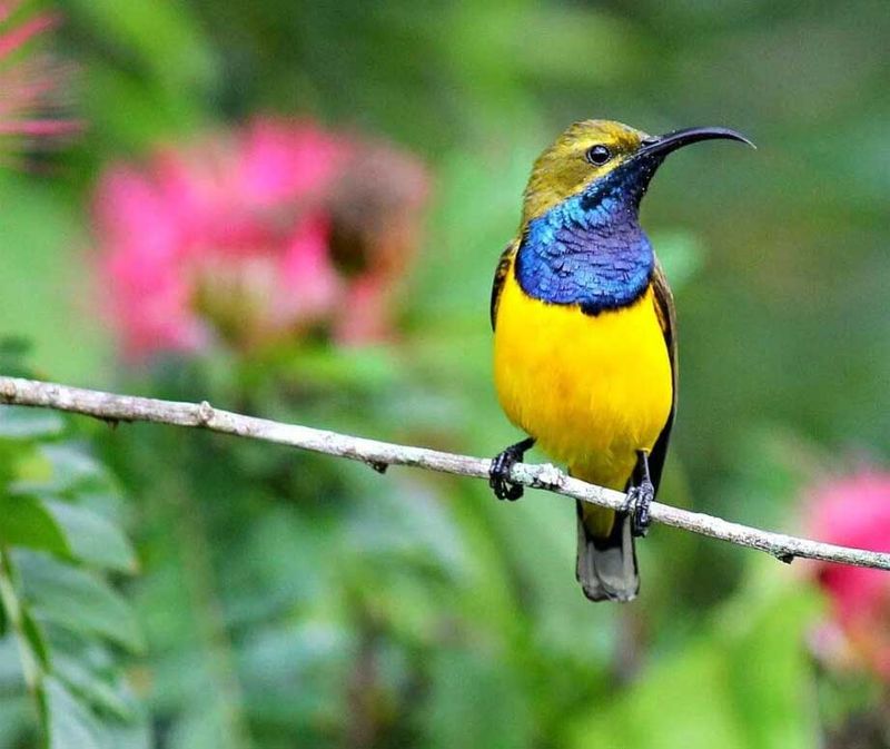 Olive-backed Sunbird