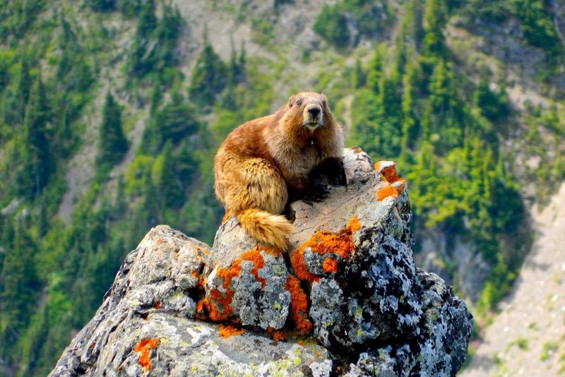 Olympic Marmot