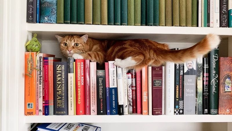 On a Bookshelf