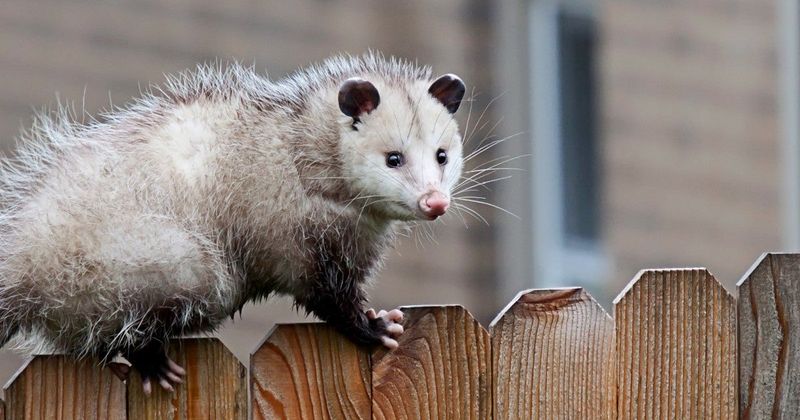 Opossum
