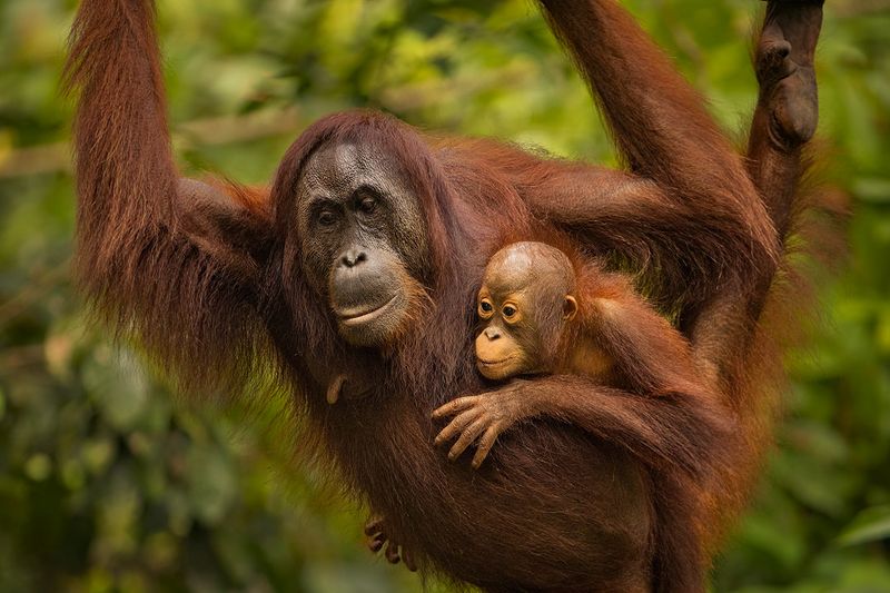 Orangutan