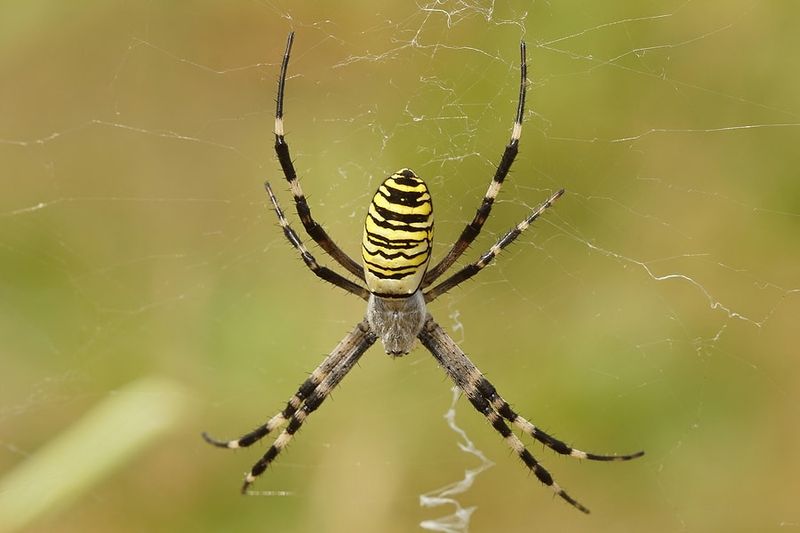 Orb-Weaver Spider