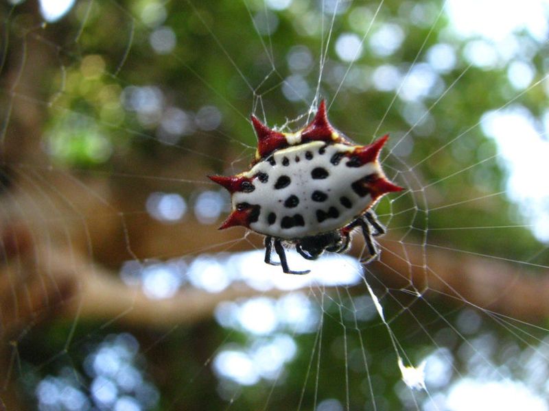 Orb Weaver Spider