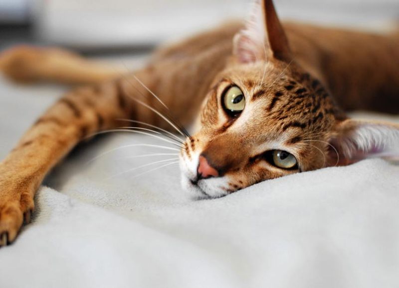 Oriental Shorthair