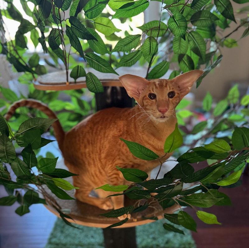 Oriental Shorthair