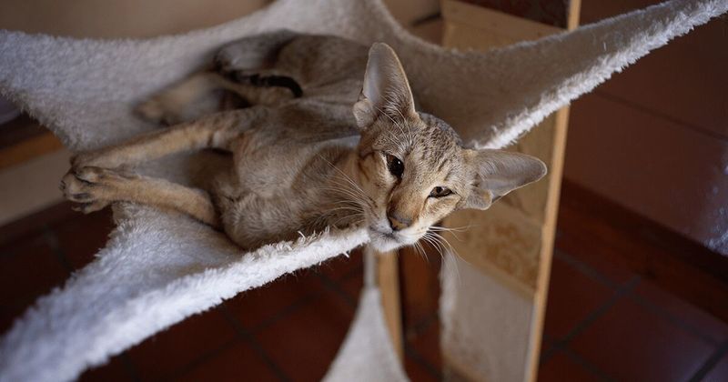 Oriental Shorthair