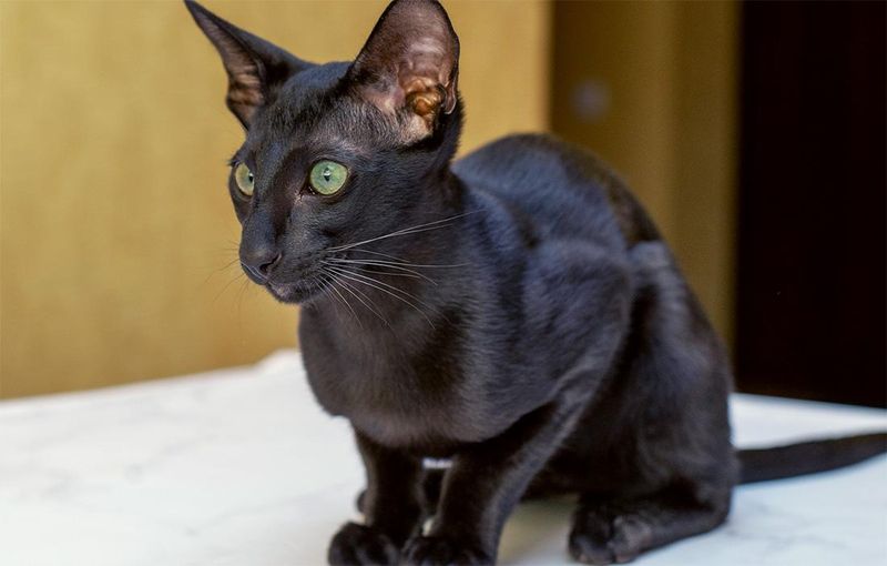 Oriental Shorthair