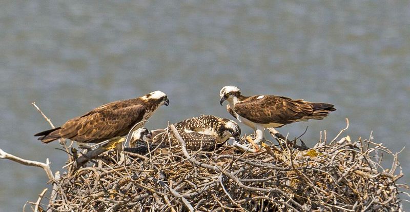 Osprey Nesting on Lake Estes