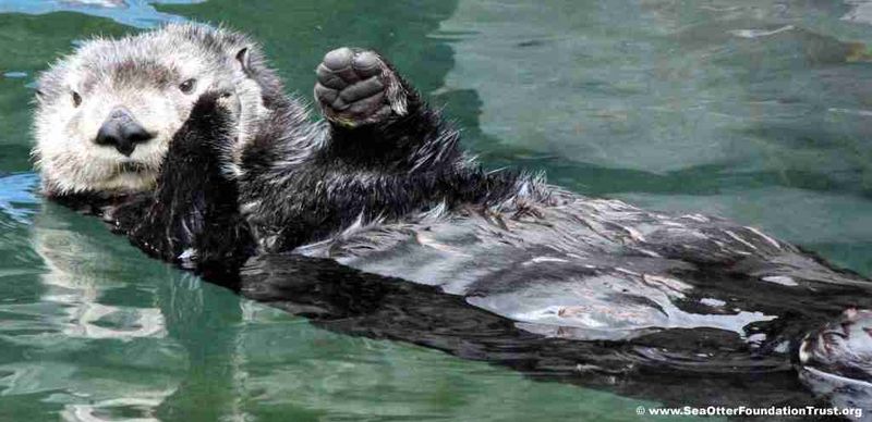 Otter