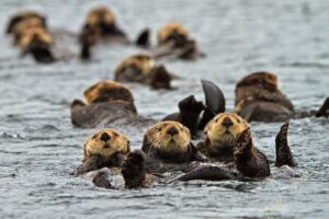 15 Things Sea Otters Do That’ll Make You Love Them Even More ...