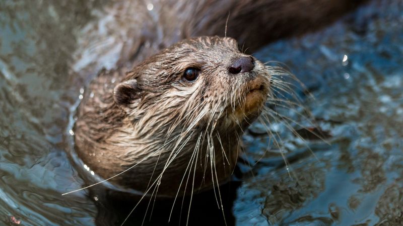 Otters' Resilient Nature