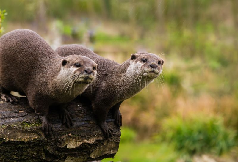 Otters' Playful Adaptation