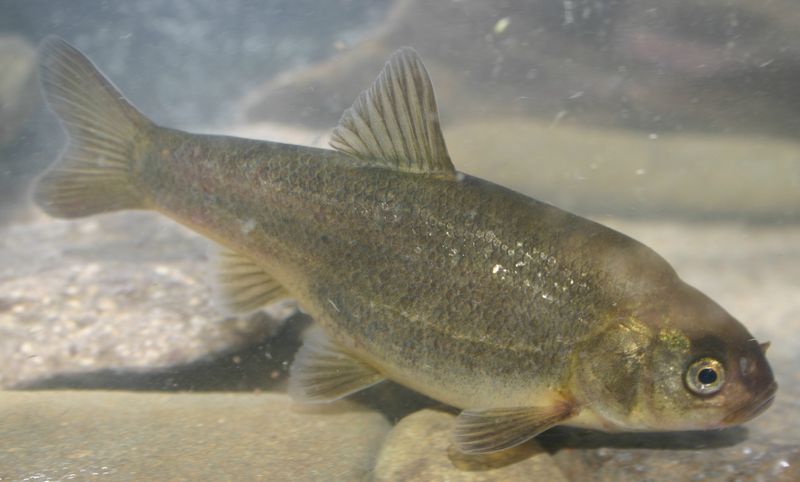 Owens Pupfish