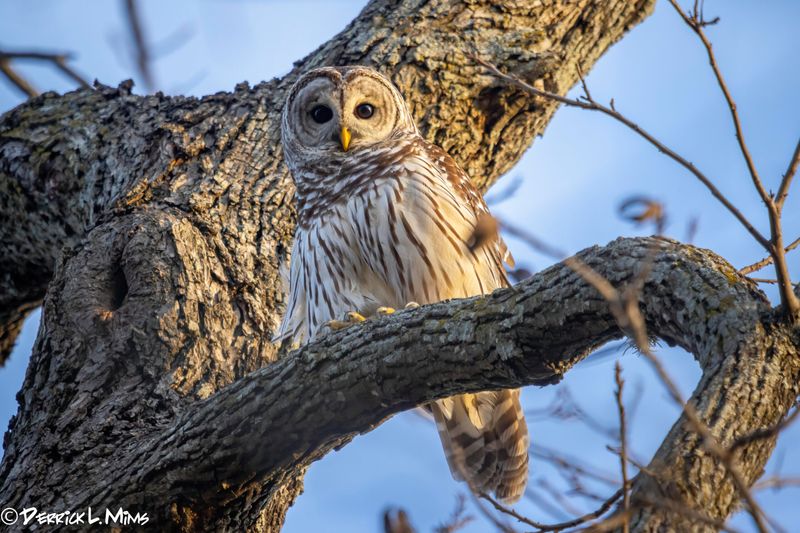 Owls