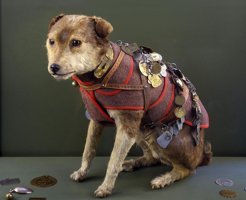 Owney the Postal Dog
