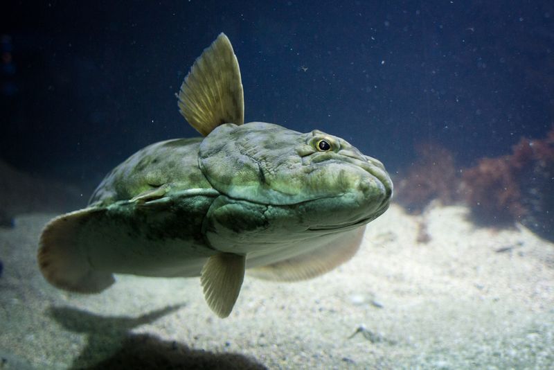 Pacific Halibut