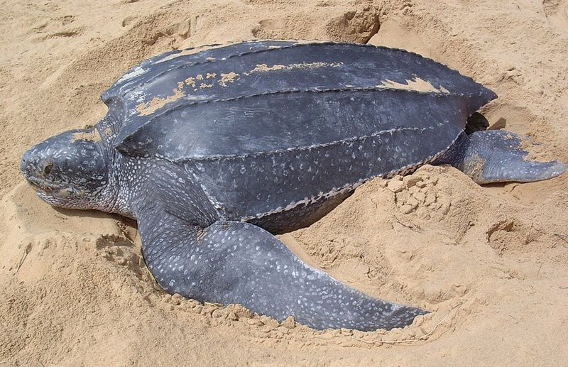 Pacific Leatherback Turtle