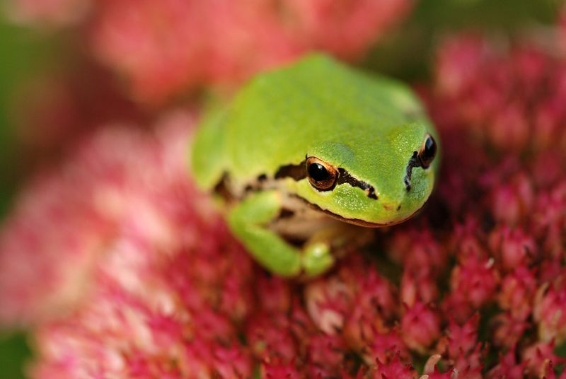 Pacific Tree Frog