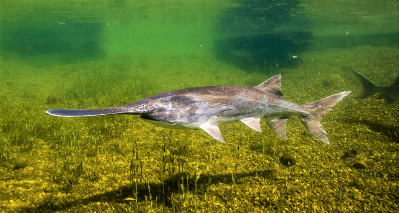 Paddlefish