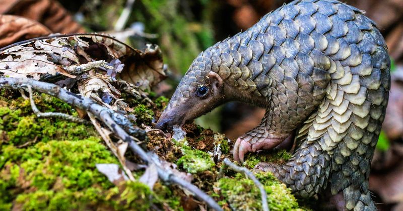 Pangolin