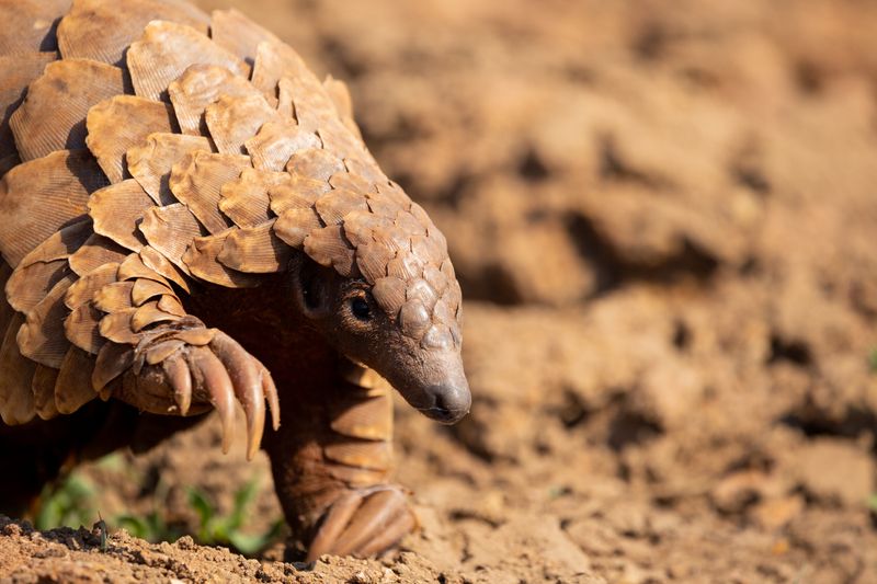 Pangolin