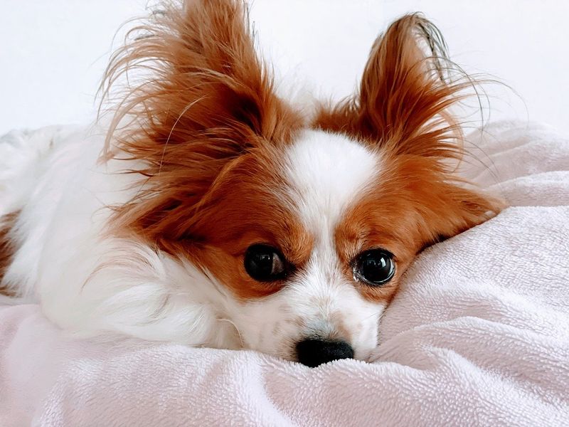 Papillon