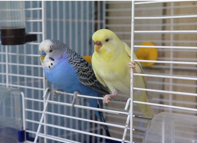 Parakeet