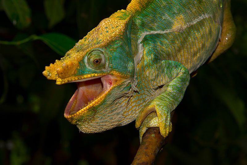 Parson's Chameleon