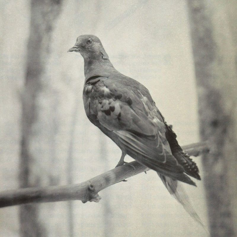 Passenger Pigeon