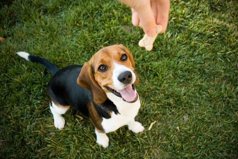 Pawsitive Reinforcement