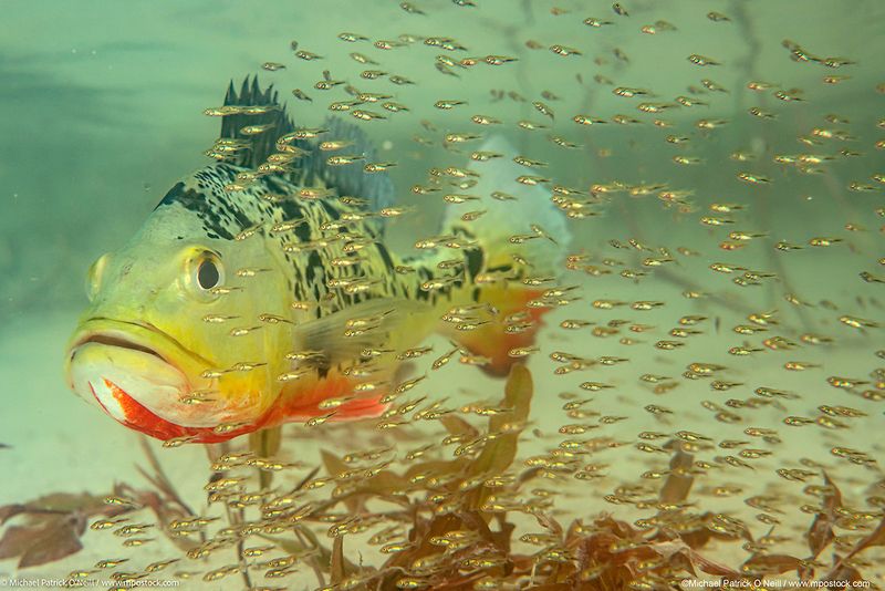 Peacock Bass