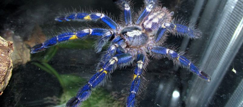 Peacock Tarantula
