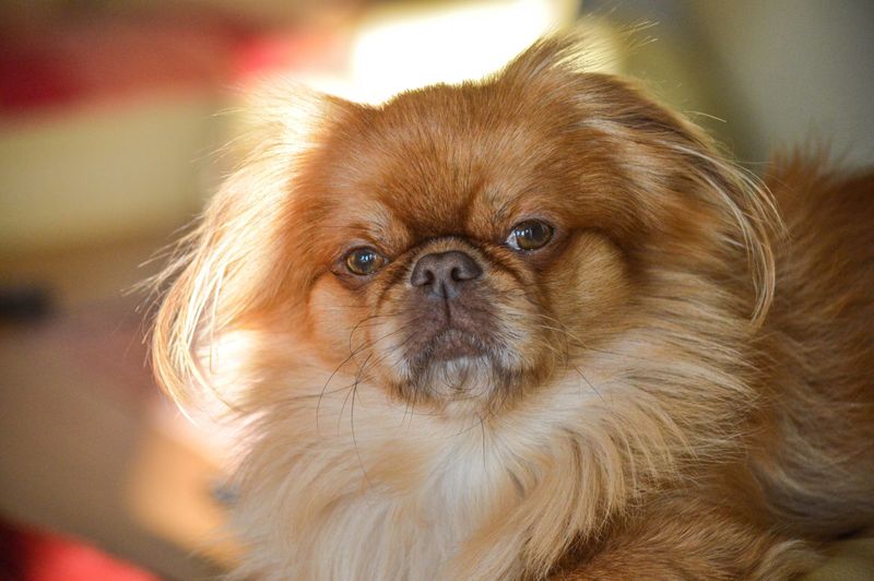 Pekingese
