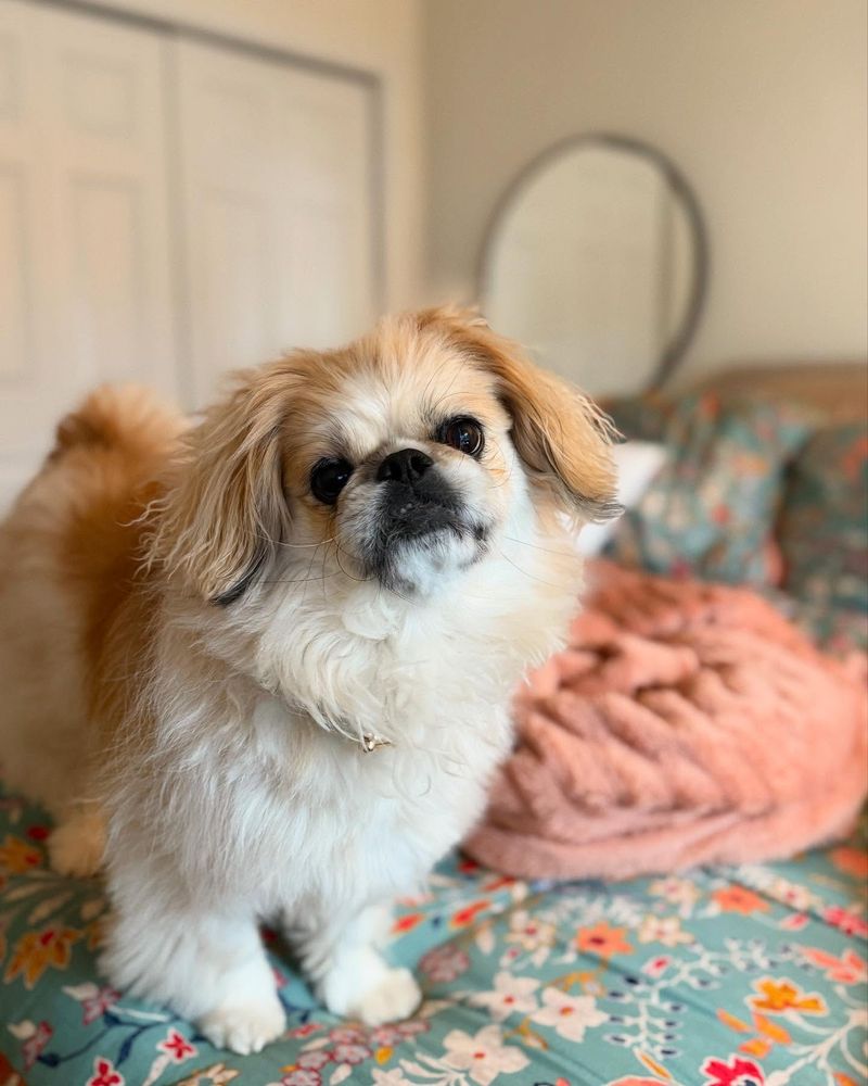 Pekingese