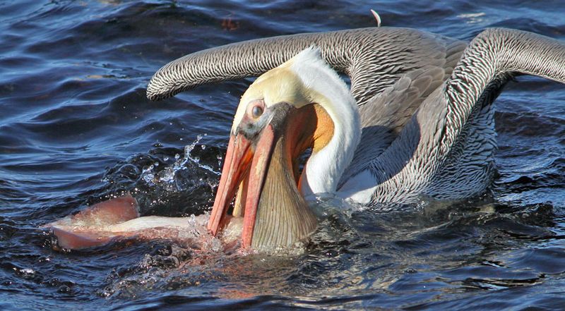 Pelican Behavior