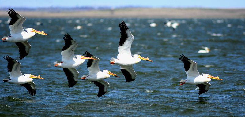 Pelican Population Boom