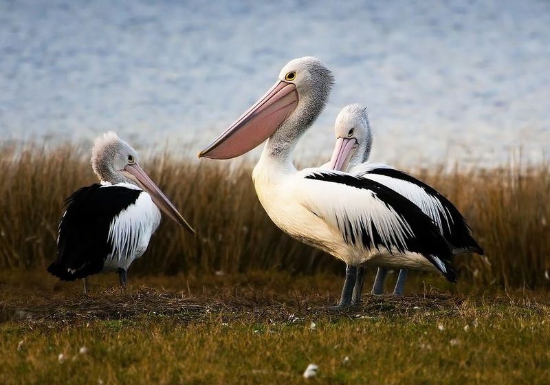 Pelicans